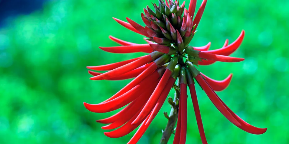 Erythrina mulungu (Erythrina Verna)